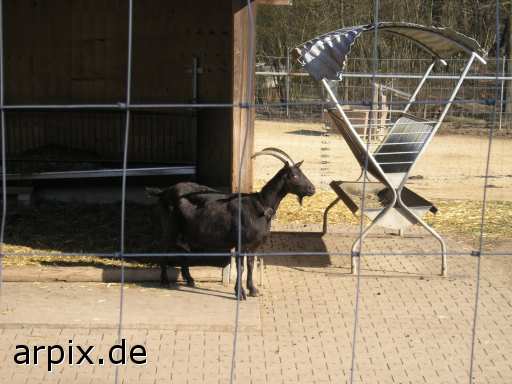 object fence mammal goat zoo