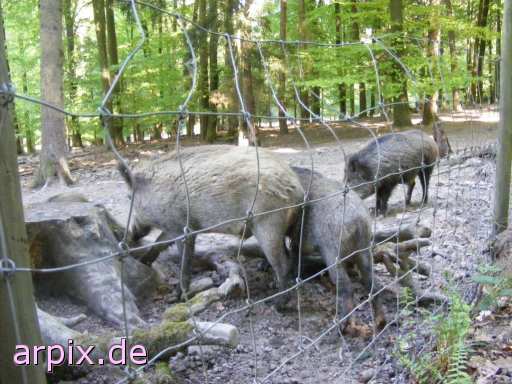 wild boar piglets zoo object fence mammal pig