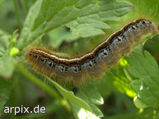 free insect caterpillar