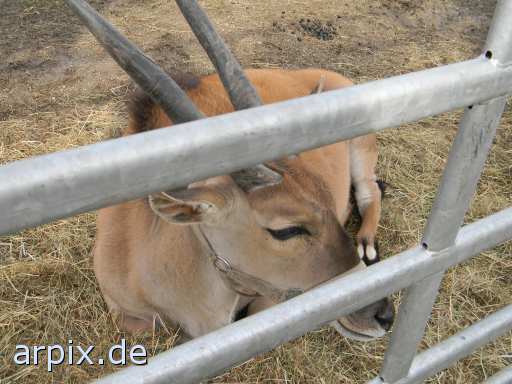 antilope zirkus objekt zaun säugetier