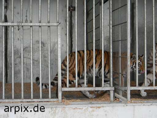 tiger circus object cage mammal