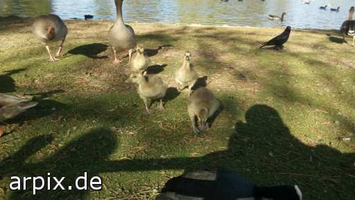 free bird goose poult
