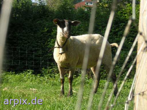 fence black mammal sheep meadow