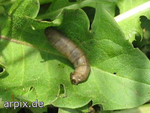 larva insect unknown