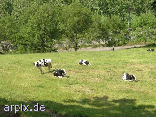  mammal cattle cow meadow