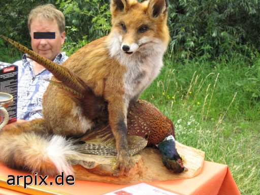 fox pheasant hunt corpse mammal fox bird