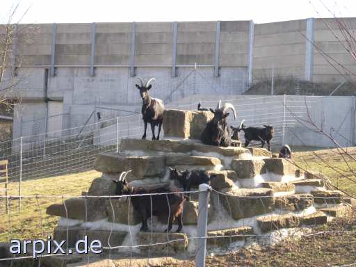 zoo object fence mammal goat