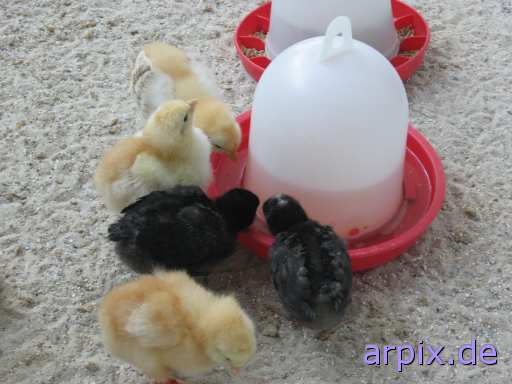 object cage breeding of the offspring bird poult