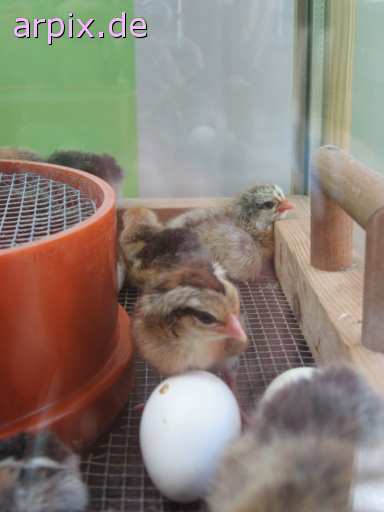 object cage breeding of the offspring incubator animal product egg bird poult