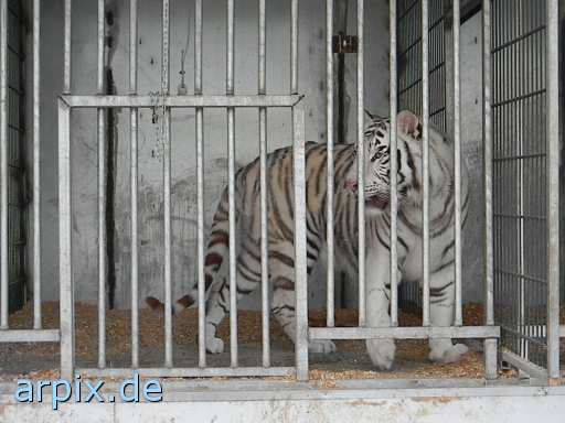tiger circus object cage mammal