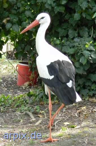 stork zoo
