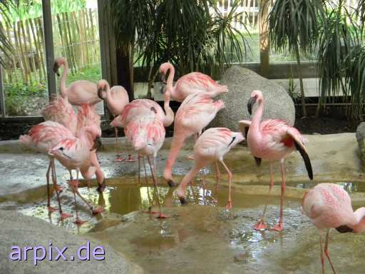 flamingo zoo vogel