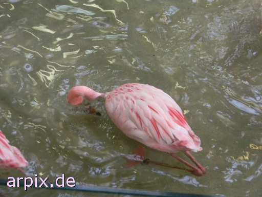 flamingo zoo bird
