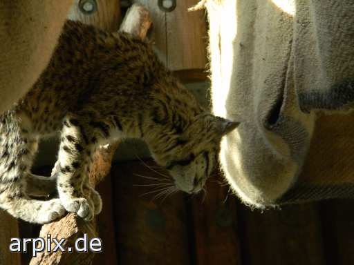 cat geoffroy's cat zoo breeding mammal