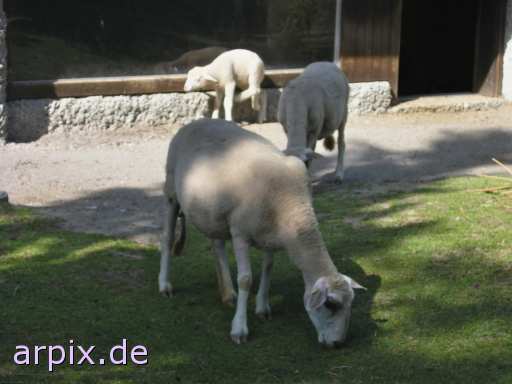  mammal sheep zoo