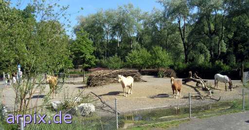  mammal horse fence zoo