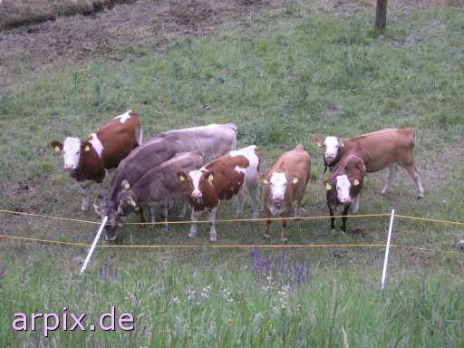mammal cattle cow fence meadow earmark