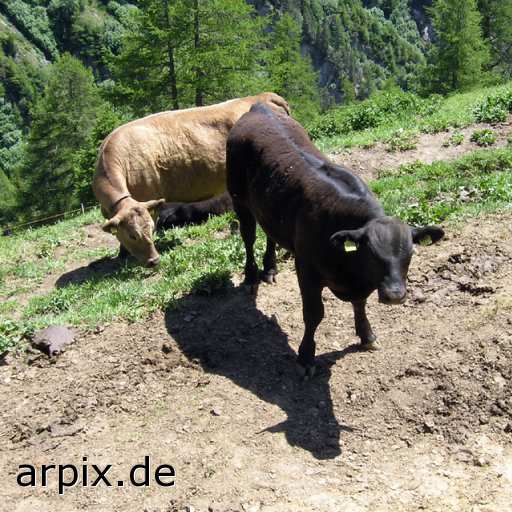 earmark mammal cattle cow bull
