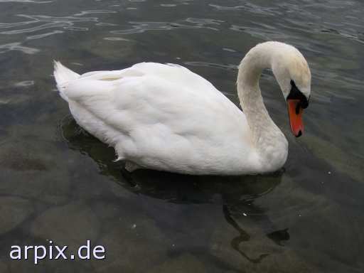 swan free bird