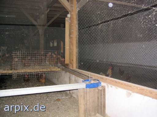 organic stable bird chicken freerange