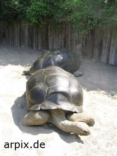 turtle giant turtle zoo