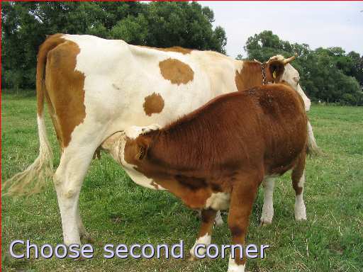 nursing mammal cattle calf cow udder animal product milk