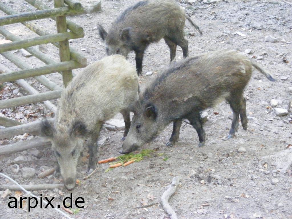 wild boar piglets zoo mammal pig