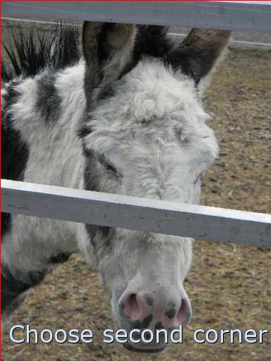 circus object fence mammal horse donkey