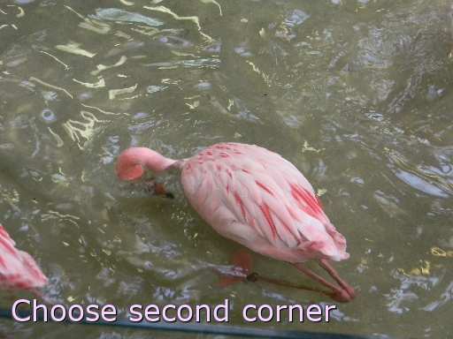 flamingo zoo vogel