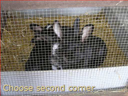 säugetier käfig kaninchen