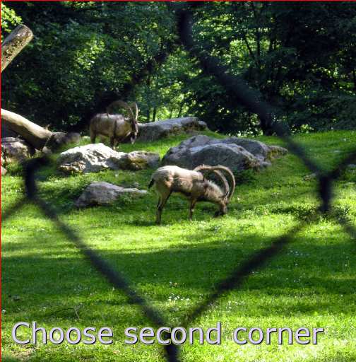 ibex fence zoo