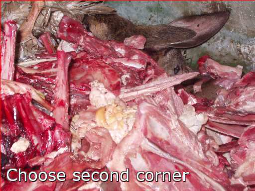 deer corpse object garbage mammal sheep animal product flesh