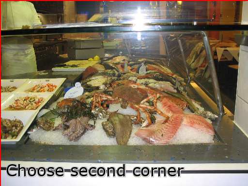 sea animal sqid craw fish corpse fish