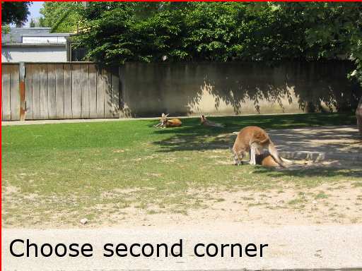 kangaroo zoo