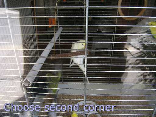 object cage bird