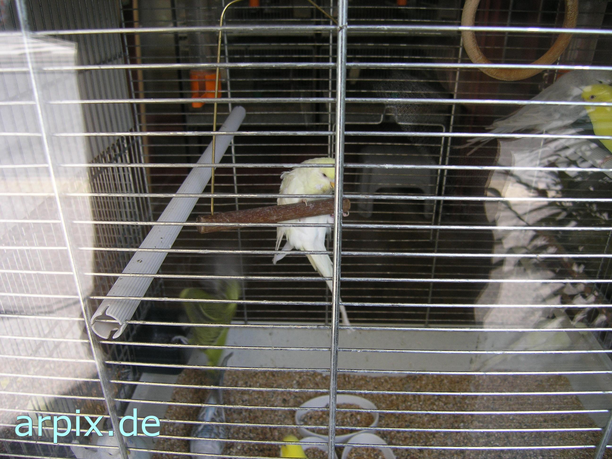 object cage bird