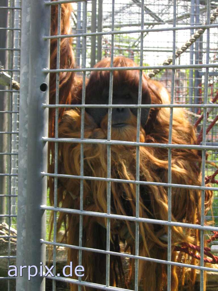 orang utan zoo objekt käfig säugetier affe