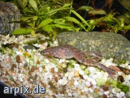 aquarium newt object